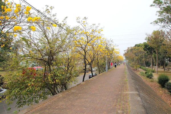 嘉義中埔農會黃風鈴花:【嘉義景點】中埔農會和美辦事處黃風鈴花~季節限定的黃金地毯,黃色花朵隨風搖曳而灑落,旅人輕輕地漫步在黃風鈴樹下,盡情享受這最浪漫的黃金雨