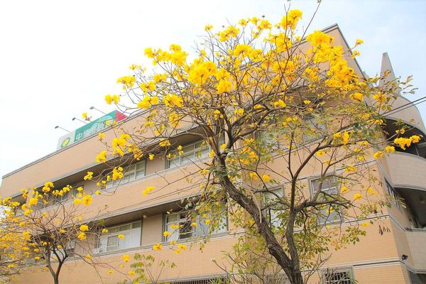 嘉義中埔農會黃風鈴花:【嘉義景點】中埔農會和美辦事處黃風鈴花~季節限定的黃金地毯,黃色花朵隨風搖曳而灑落,旅人輕輕地漫步在黃風鈴樹下,盡情享受這最浪漫的黃金雨