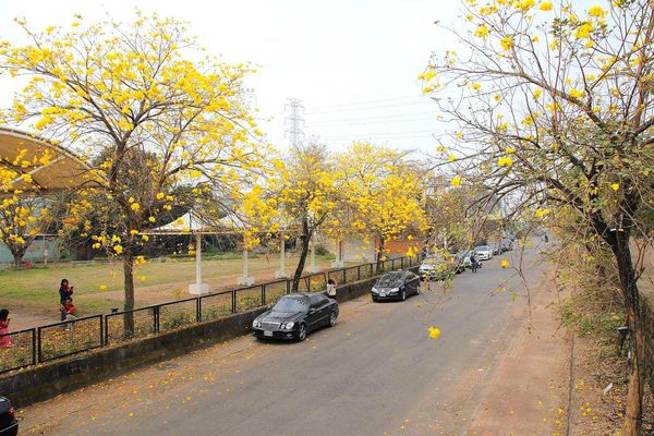 嘉義中埔農會黃風鈴花:【嘉義景點】中埔農會和美辦事處黃風鈴花~季節限定的黃金地毯,黃色花朵隨風搖曳而灑落,旅人輕輕地漫步在黃風鈴樹下,盡情享受這最浪漫的黃金雨