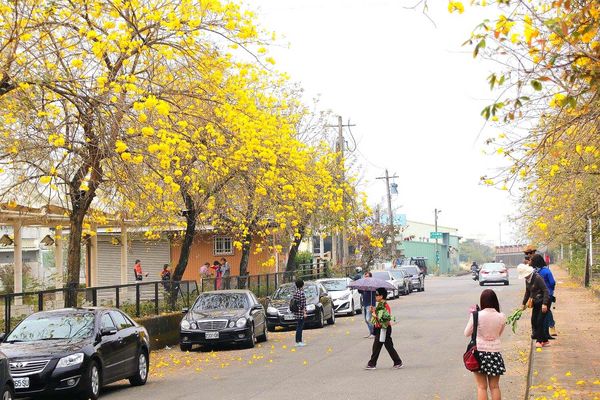 嘉義中埔農會黃風鈴花:【嘉義景點】中埔農會和美辦事處黃風鈴花~季節限定的黃金地毯,黃色花朵隨風搖曳而灑落,旅人輕輕地漫步在黃風鈴樹下,盡情享受這最浪漫的黃金雨