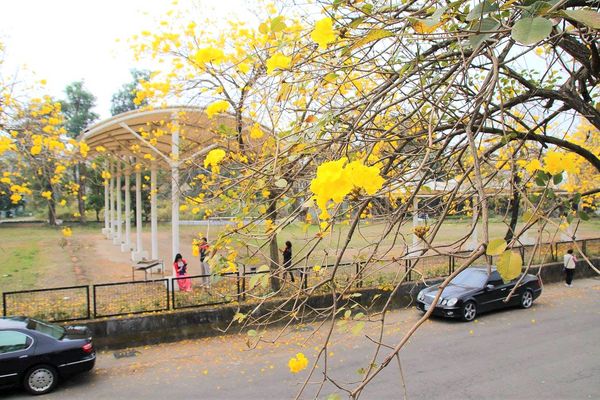 嘉義中埔農會黃風鈴花:【嘉義景點】中埔農會和美辦事處黃風鈴花~季節限定的黃金地毯,黃色花朵隨風搖曳而灑落,旅人輕輕地漫步在黃風鈴樹下,盡情享受這最浪漫的黃金雨