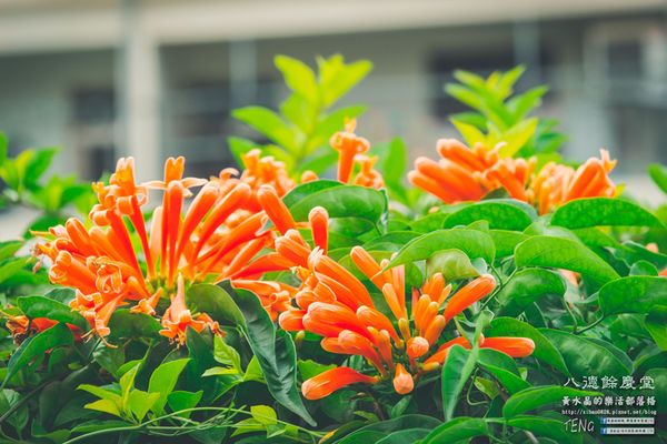 八德餘慶堂【邱氏宗祠】|桃園八德日式歷史建築景點;你所不知道的八德,“日本神風特攻隊”醫護隊長駐所/八塊厝飛行場/八德神秘飛機橋。