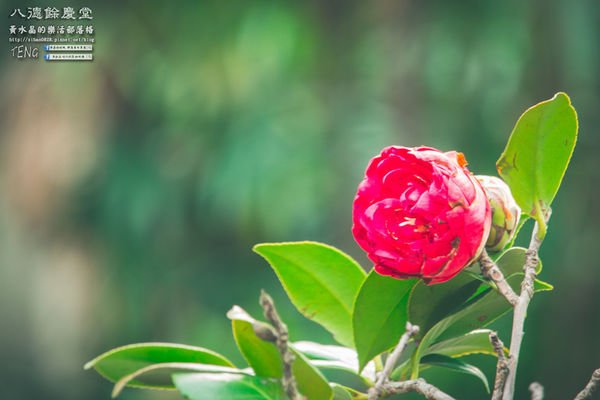 八德餘慶堂【邱氏宗祠】|桃園八德日式歷史建築景點;你所不知道的八德,“日本神風特攻隊”醫護隊長駐所/八塊厝飛行場/八德神秘飛機橋。