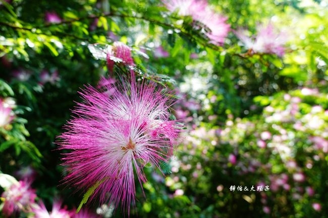 DSC03194_副本.jpg DSC03194_副本.jpg