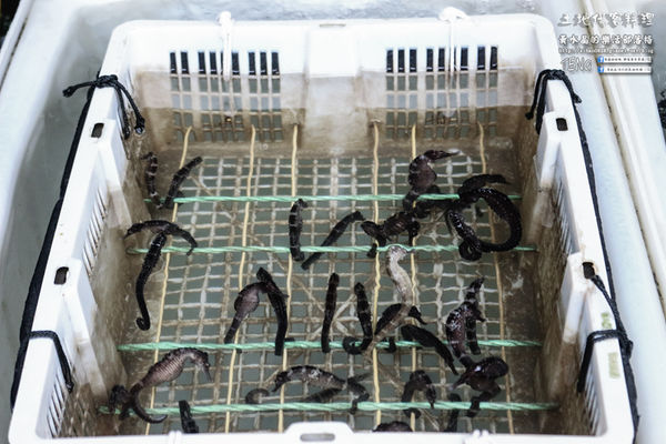 土地代客料理【新北美食】|新北市萬里區龜吼漁港海鮮餐廳；漁夫市集買漁獲可代客料理烹煮食材，四季皆有新鮮萬里蟹享用。