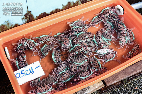 土地代客料理【新北美食】|新北市萬里區龜吼漁港海鮮餐廳；漁夫市集買漁獲可代客料理烹煮食材，四季皆有新鮮萬里蟹享用。