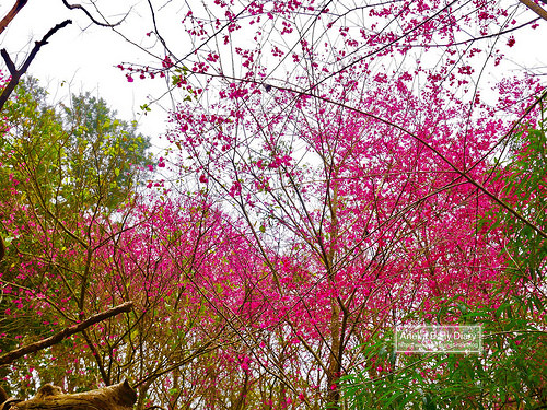 【大雪山賞櫻】看櫻花不用人擠人,大雪山秘境小道獨自包場一整片粉紅飛雪