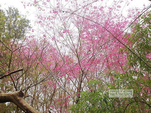 【大雪山賞櫻】看櫻花不用人擠人,大雪山秘境小道獨自包場一整片粉紅飛雪