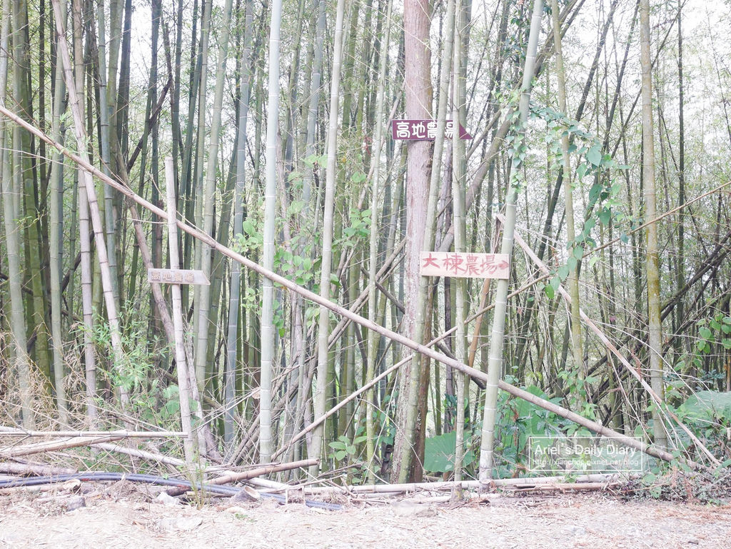 【大雪山賞櫻】看櫻花不用人擠人,大雪山秘境小道獨自包場一整片粉紅飛雪
