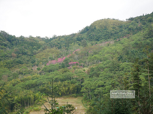 【大雪山賞櫻】看櫻花不用人擠人,大雪山秘境小道獨自包場一整片粉紅飛雪