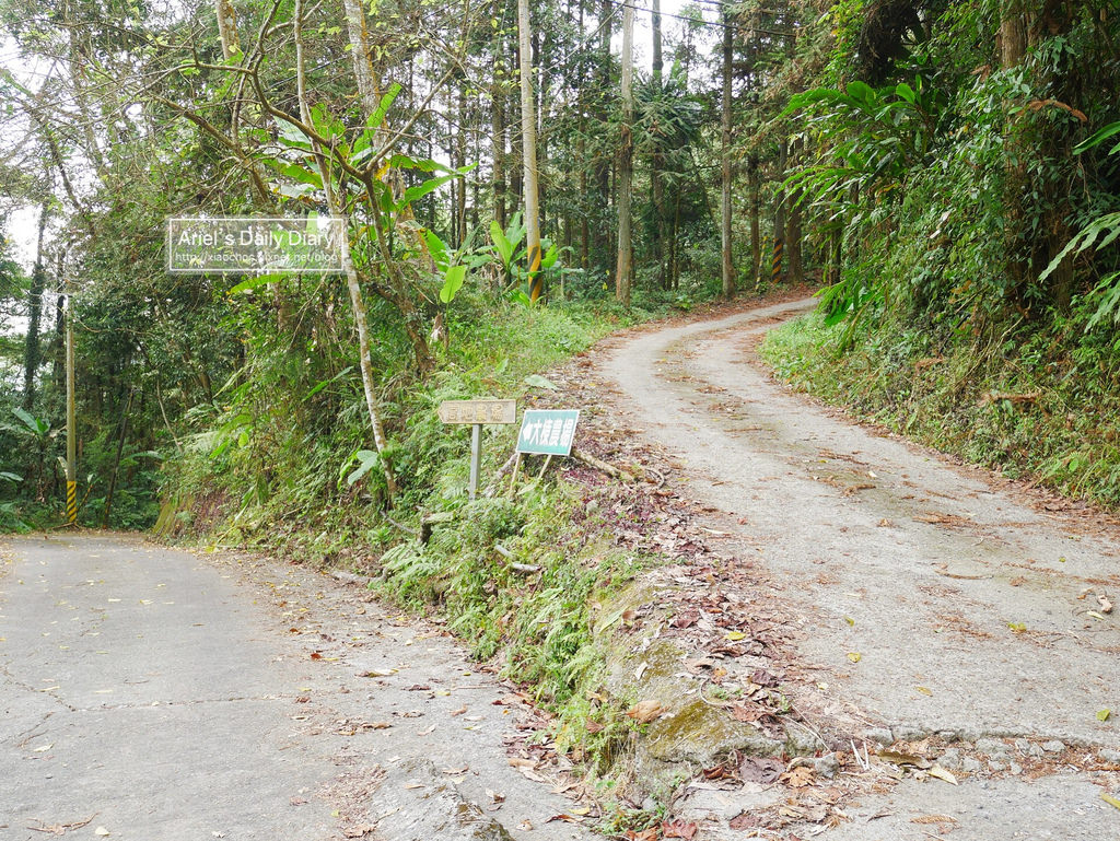 【大雪山賞櫻】看櫻花不用人擠人,大雪山秘境小道獨自包場一整片粉紅飛雪