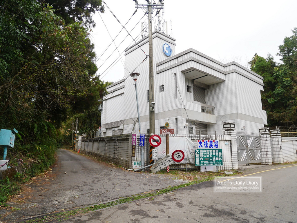 【大雪山賞櫻】看櫻花不用人擠人,大雪山秘境小道獨自包場一整片粉紅飛雪