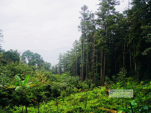 【大雪山賞櫻】看櫻花不用人擠人,大雪山秘境小道獨自包場一整片粉紅飛雪