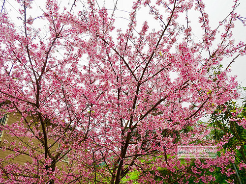 【大雪山賞櫻】看櫻花不用人擠人,大雪山秘境小道獨自包場一整片粉紅飛雪
