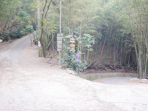 【大雪山賞櫻】看櫻花不用人擠人,大雪山秘境小道獨自包場一整片粉紅飛雪