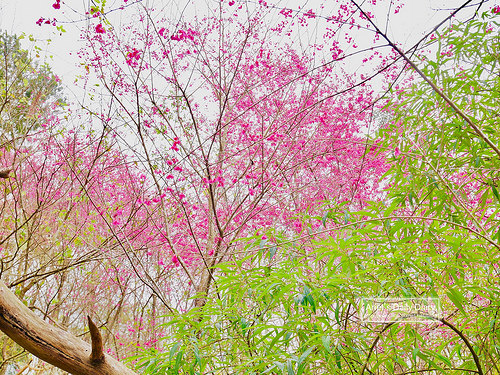 【大雪山賞櫻】看櫻花不用人擠人,大雪山秘境小道獨自包場一整片粉紅飛雪