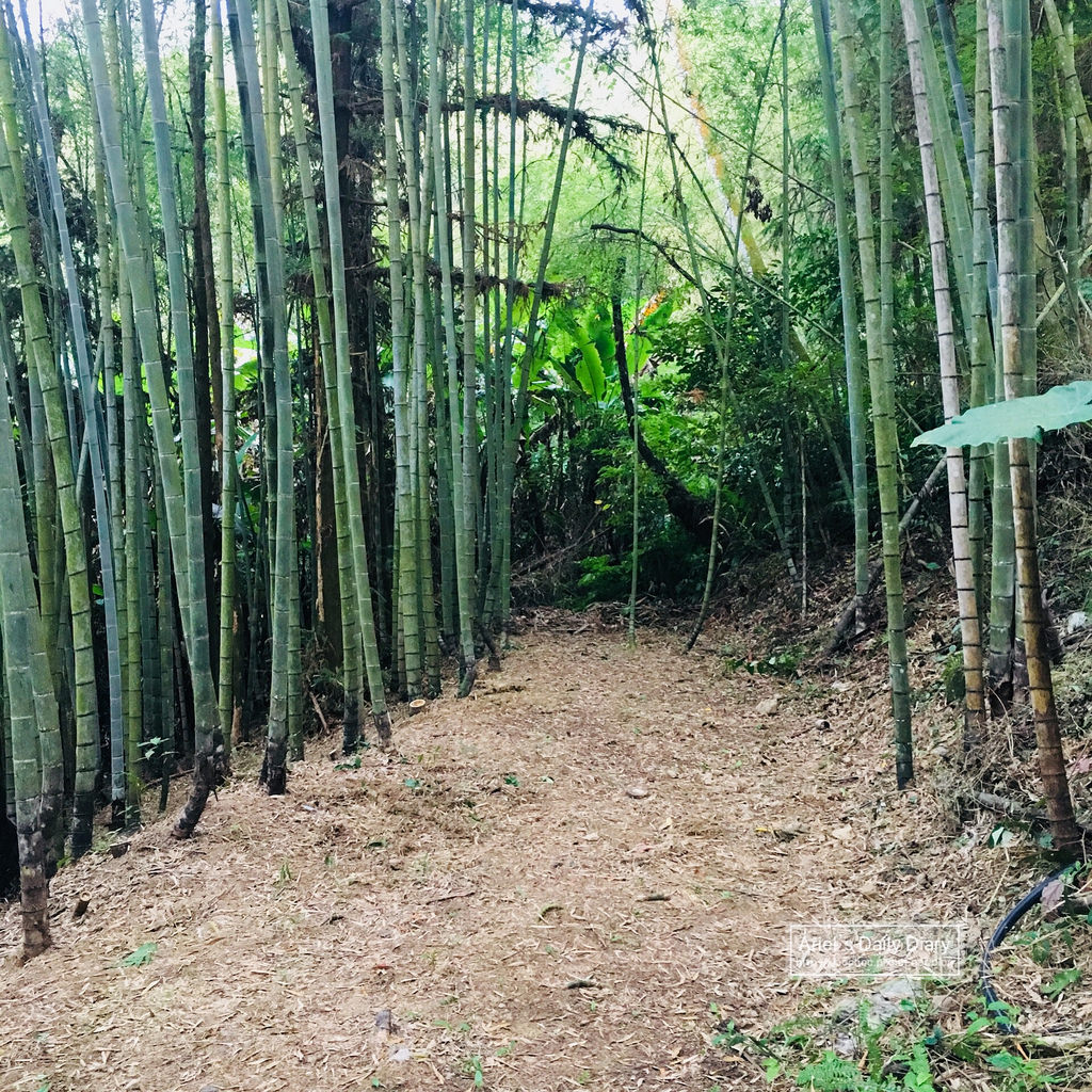 【大雪山賞櫻】看櫻花不用人擠人,大雪山秘境小道獨自包場一整片粉紅飛雪