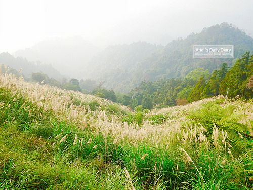 【大雪山賞櫻】看櫻花不用人擠人,大雪山秘境小道獨自包場一整片粉紅飛雪