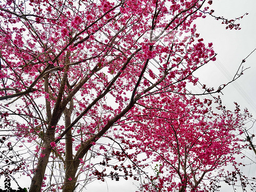 【大雪山賞櫻】看櫻花不用人擠人,大雪山秘境小道獨自包場一整片粉紅飛雪