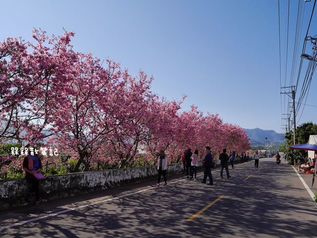 台中新社櫻花季興社街櫻花秘境