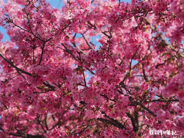 台中新社櫻花季興社街櫻花秘境
