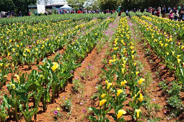 桃園彩色海芋季23