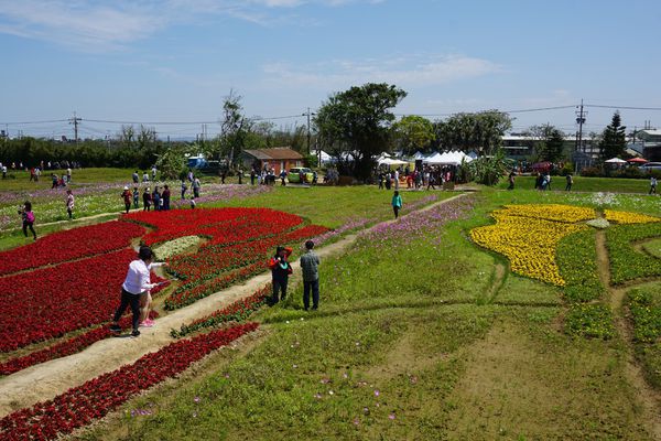 桃園彩色海芋季7
