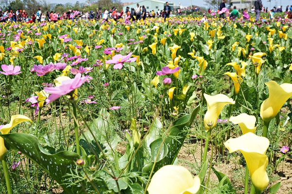 桃園彩色海芋季5