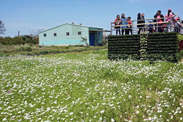 桃園彩色海芋季6
