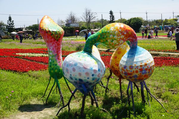 桃園彩色海芋季8