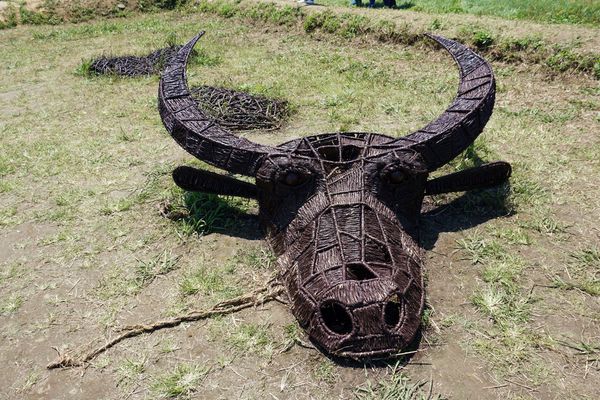 桃園彩色海芋季16