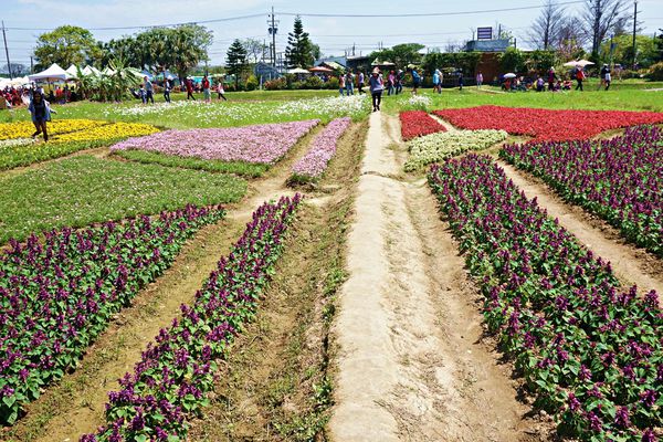 桃園彩色海芋季22