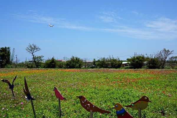 桃園彩色海芋季10