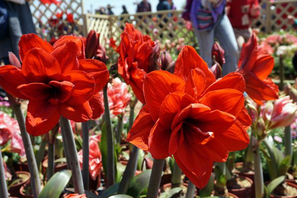 桃園彩色海芋季24