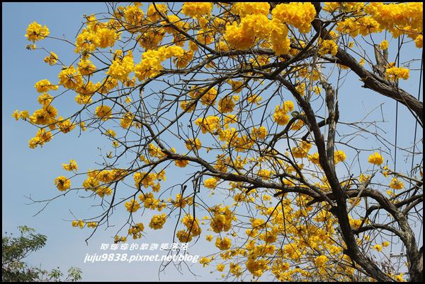 166縣道黃花風鈴木6.JPG