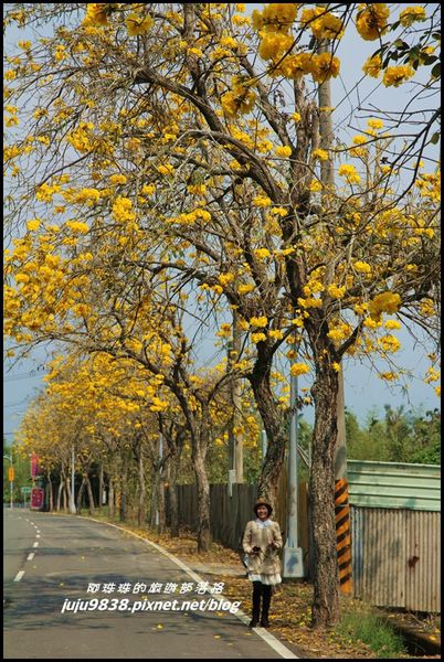 166縣道黃花風鈴木7.JPG