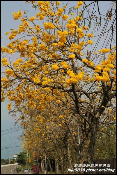 166縣道黃花風鈴木2.JPG