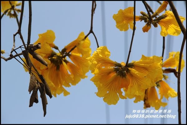 166縣道黃花風鈴木1.JPG