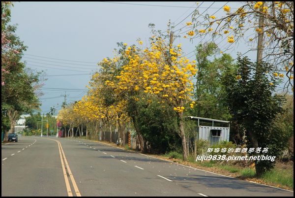 166縣道黃花風鈴木12.JPG