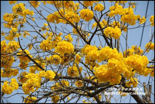 166縣道黃花風鈴木3.JPG
