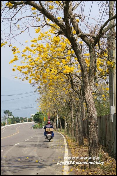166縣道黃花風鈴木21.JPG
