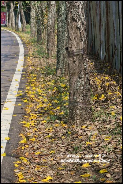 166縣道黃花風鈴木20.JPG