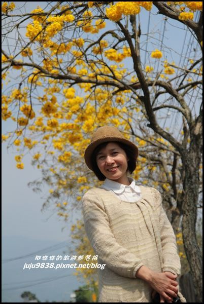 166縣道黃花風鈴木5.JPG