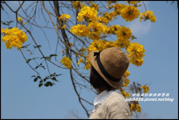 166縣道黃花風鈴木9.JPG
