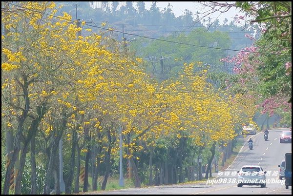 166縣道黃花風鈴木16.JPG