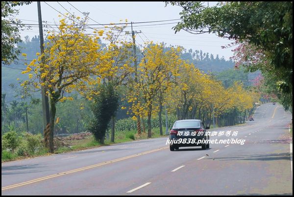 166縣道黃花風鈴木15.JPG