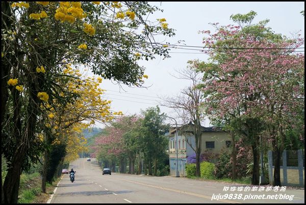 166縣道黃花風鈴木17.JPG
