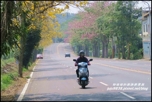 166縣道黃花風鈴木18.JPG
