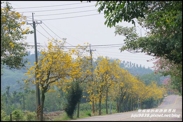 166縣道黃花風鈴木14.JPG