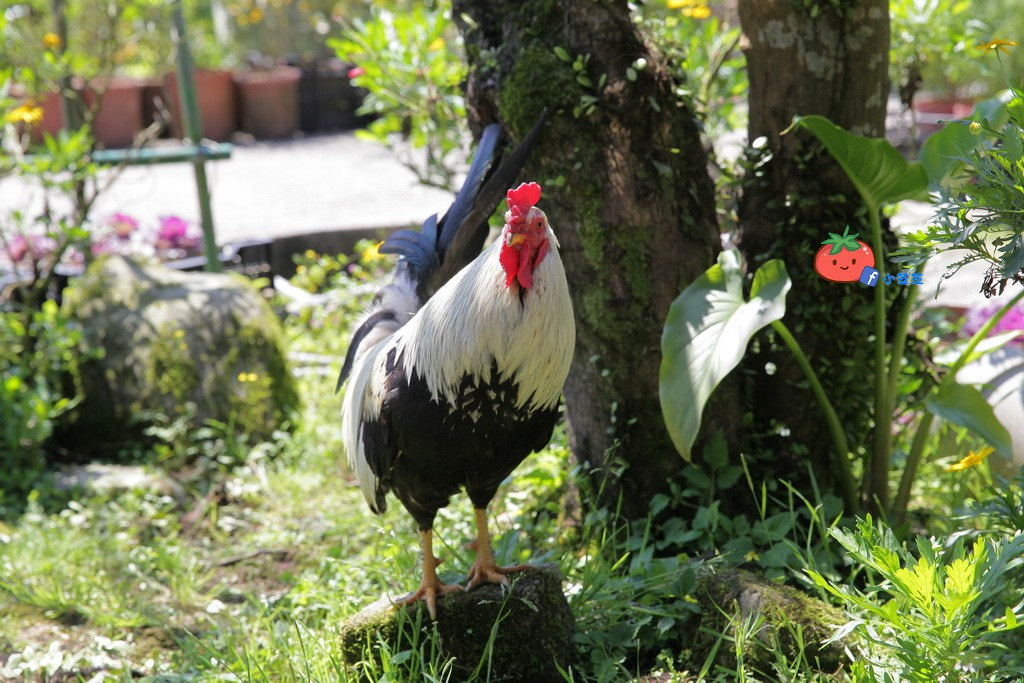 陽明山竹子湖 海芋 苗榜